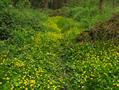 Ranunculus Repens